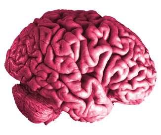 Pulsating pink brain